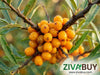 Himalayan Sea Buckthorn Juice(500ml)